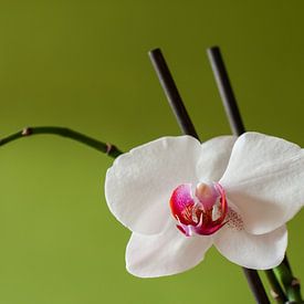Witte orchidee van Fotoblok