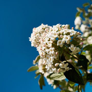 Blüte eines Oster-Schneeball, Viburnum burkwoodii von Heiko Kueverling