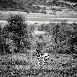 young zebra sur Paul Piebinga