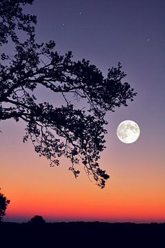 Volle maan bij zonsondergang van Corinne Welp