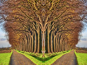 Boomlaan verdeeld in takken