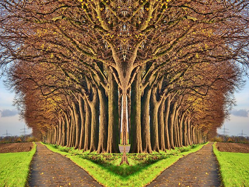 Boomlaan verdeeld in takken van Edgar Schermaul