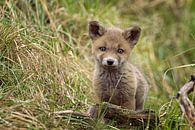 Een jong vossen welp die de wereld aan het ontdekken is. van Rene van Dam thumbnail
