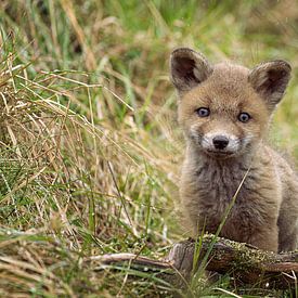 A young fox cub exploring the world. by Rene van Dam