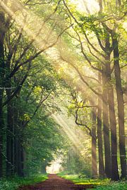 Heeze 27 van Deshamer