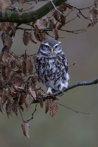 Naturfotografie von Marieke Deinum