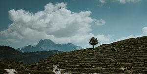 Einsamer Baum vor alpinem Massiv. Karwendelgebirge