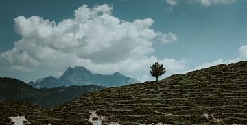 Lonely tree in front of alpine massif. Karwendel Mountains