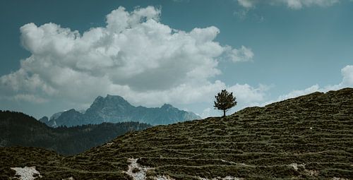 Eenzame boom voor een bergmassief. Karwendelgebergte
