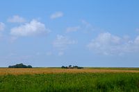 Grainfield