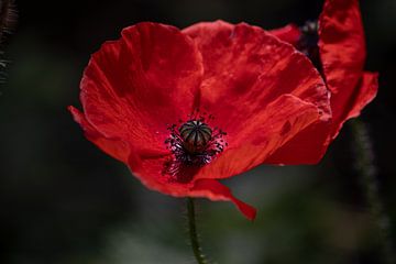 Nahaufnahme einer Mohnblume: Zerbrechliche Schönheit aus der Nähe