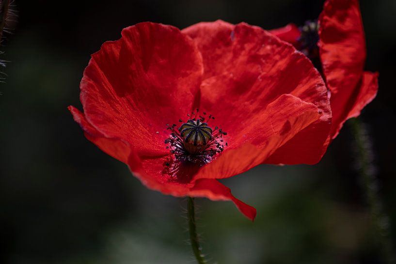 Nahaufnahme einer Mohnblume: Zerbrechliche Schönheit aus der Nähe von Karin van Es