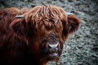 Portrait de bœuf