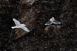 Gulls in the snow by Luuk Belgers
