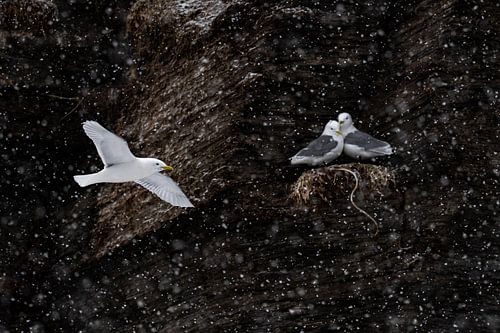 Mouettes dans la neige