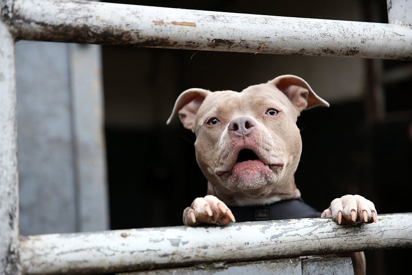 Staffordshire bulterriër by Edwin Butter