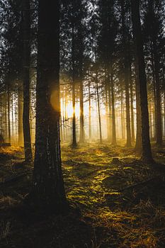 Forêt Beetsterzwaag