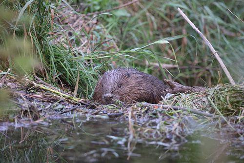 Europese bever Zwabische Alb Baden-Württemberg Duitsland