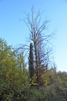 Baum Mischung