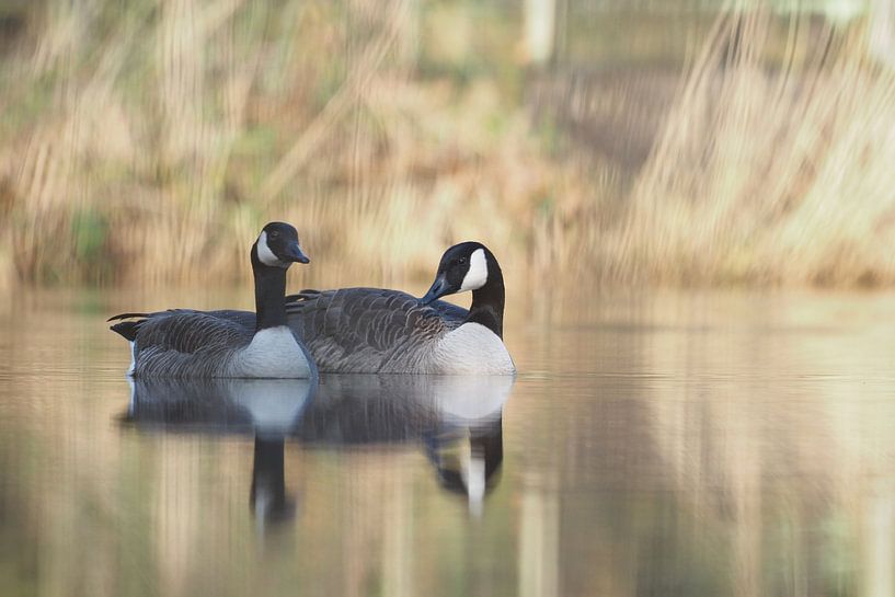 Koppel Canadese Gans van Astrid Brouwers