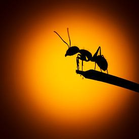 Ants rule... van Arno van Zon photography