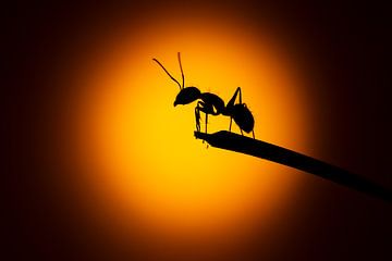 Ants rule... van Arno van Zon