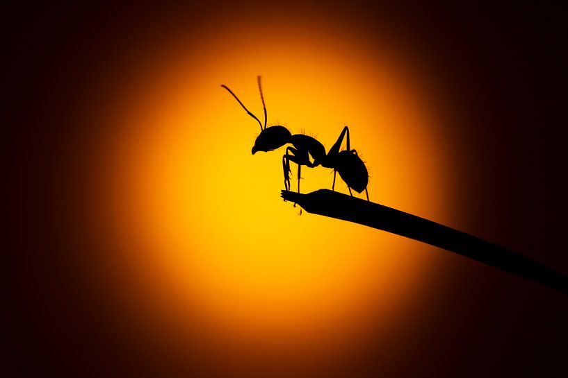 Les fourmis règnent... par Arno van Zon