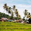 Dorpje met palmbomen en rijstvelden op Sumatra, Indonesië van Expeditie Aardbol