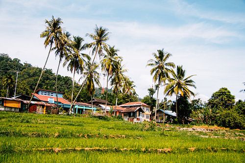 Dorpje met palmbomen en rijstvelden op Sumatra, Indonesië