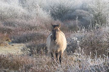 wild paard, konikpaard, paarden van M. B. fotografie