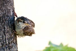 Kleine mus observerend by Mees Tempelaar