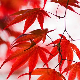 Red maple leaves by Cocky Anderson