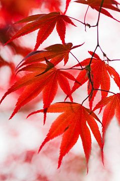 Red maple leaves by Cocky Anderson
