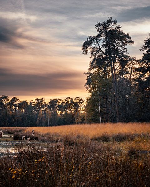 Galderse heide Breda. von iwan faber