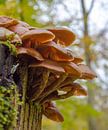 Herfst - paddenstoelen van Jack Koning thumbnail