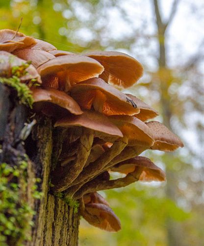 Herfst - paddenstoelen
