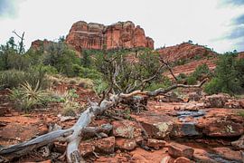 Sedona pure nature by Ton Tolboom