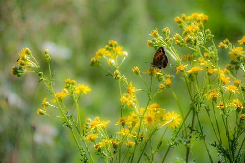 Dromerig oranje zandoogje