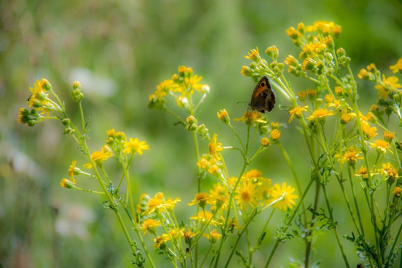 Dreamy gatekeeper by Esther's Photos