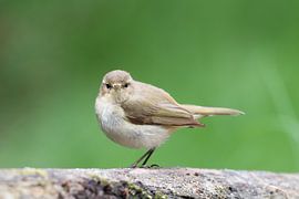 Chiffchaff in greenery by Anne-Fleur van Viersen-van Marle