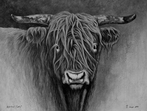 Highland cattle 3 b/w
