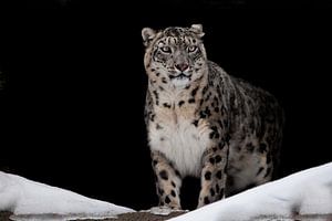 Stolz aussehend. Leckte. Der Schneeleopard ist ein mächtiges und schönes Raubtier im Schnee vor eine