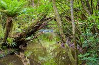 Stream mit Stromschnellen in den Regenwald , Neuseeland von Rietje Bulthuis Miniaturansicht
