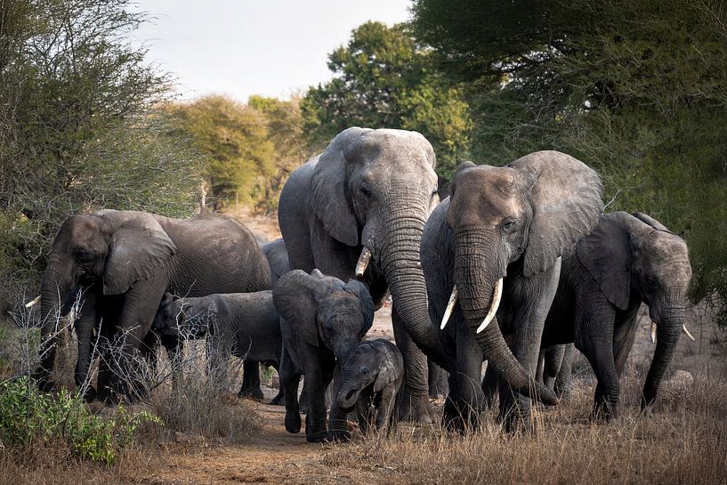 Elephant family by Mirjam Wisse