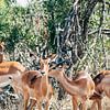 Impala's in het Kruger Nationaal Park, Zuid-Afrika van Suzanne Spijkers