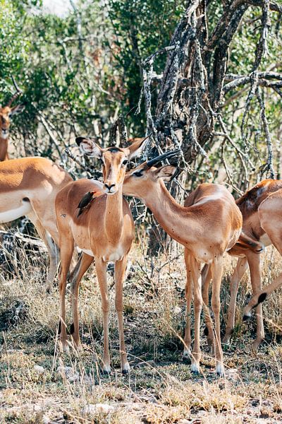 Impalas im Krüger-Nationalpark, Südafrika von Suzanne Spijkers