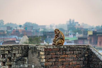 Moeder aap met kind boven op een muurtje met kleurrijke sloppenwijk op de achtergrond. van Twan Bankers