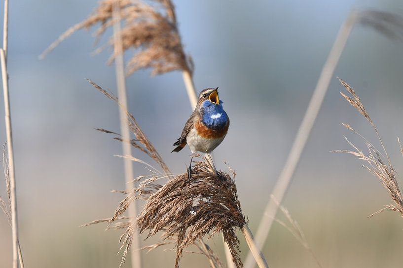 Bluethroat 3 by Hans Ammerlaan
