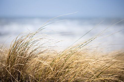Helmet grass by the sea