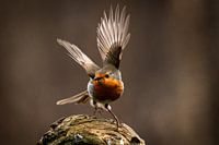 Oiseau